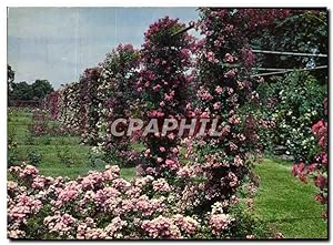 Seller image for Carte Postale Moderne Providence Rose gardens in Roger Williams Park for sale by CPAPHIL