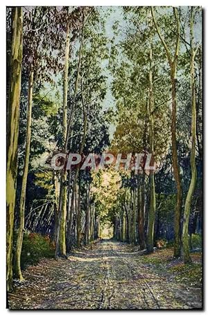 Image du vendeur pour Carte Postale Ancienne le Sainte Marguerite Alle des Eucalyptus mis en vente par CPAPHIL