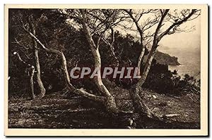 Imagen del vendedor de Carte Postale Ancienne Les les D'Hyeres Porquerolles Les Pins d'Alep a la venta por CPAPHIL