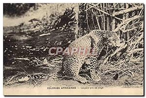 Bild des Verkufers fr Carte Postale Ancienne Felin Colonies africaines Leopard pris au piege zum Verkauf von CPAPHIL