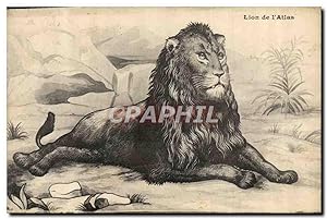 Carte Postale Ancienne Felin Lion de l'Atlas