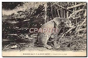Bild des Verkufers fr Carte Postale Ancienne Felin Missions des PP du Saint Esprit Leopard pris au piege zum Verkauf von CPAPHIL