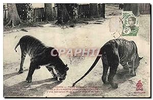 Carte Postale Ancienne Felin Indochine Tonkin Tigres du massif montagneux de la rivière noire