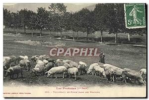 Carte Postale Ancienne Folklore Les Pyrenees Troupeaux de porcs dans les prairies Moutons