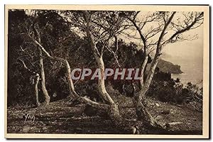 Bild des Verkufers fr Carte Postale Ancienne Les les d'Hyeres Porquerolles Les pins d'Alep zum Verkauf von CPAPHIL
