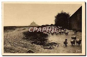 Carte Postale Ancienne Le Mont St Michel Pres Sales Retour du paturage Moutons