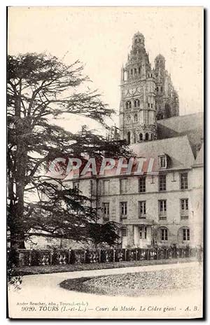 Carte Postale Ancienne Tours Cours du musee le cedre geant