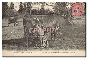 Carte Postale Ancienne Folklore Normandie La traite aux champs Vache