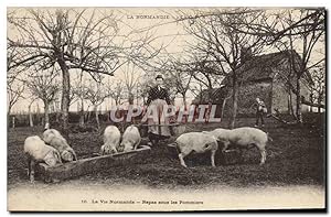 Carte Postale Ancienne Folklore Normandie Repas sous les pommiers Cochon Porc