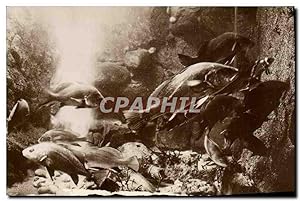Bild des Verkufers fr Carte Postale Ancienne Poisson Poissons Salammbo Aquarium Bassin des Corbs zum Verkauf von CPAPHIL