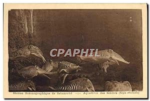 Bild des Verkufers fr Carte Postale Ancienne Station oceanographique de Salammbo Aquarium de Seiches zum Verkauf von CPAPHIL