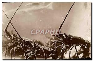 Bild des Verkufers fr Carte Postale Ancienne Station oceanographique de Salammbo Muges et langoustes zum Verkauf von CPAPHIL