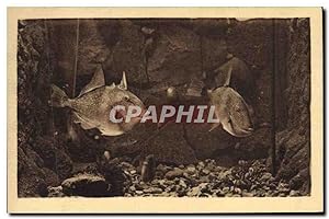 Bild des Verkufers fr Carte Postale Ancienne Station oceanographique de Salammbo zum Verkauf von CPAPHIL