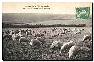Carte Postale Ancienne Folklore Normandie Le troupeau aux paturages Moutons