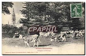 Carte Postale Ancienne Folklore Vaches Troupeau au paturage Normandie