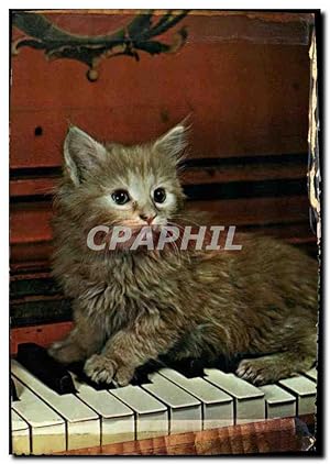 Immagine del venditore per Carte Postale Moderne Chat chats Chaton venduto da CPAPHIL