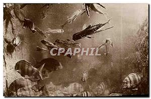 Bild des Verkufers fr Carte Postale Ancienne Poisson Poissons Salammbo Aquarum Dactylopteres volants et Sars Royaux zum Verkauf von CPAPHIL