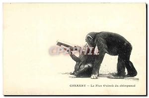 Carte Postale Ancienne Singe Conakry Guinee Le Five O'clock du chimpanze