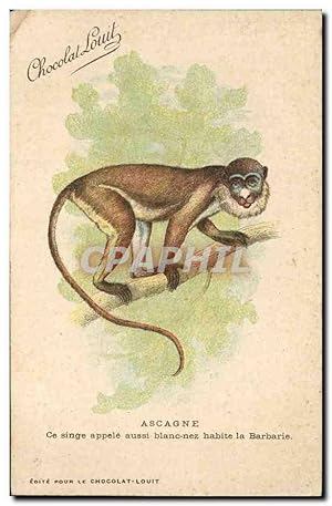 Image du vendeur pour Carte Postale Ancienne Singe Ascagne Blanc nez Barbarie mis en vente par CPAPHIL