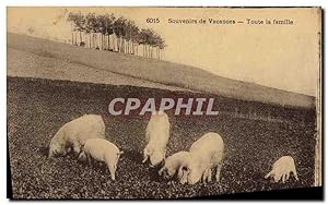 Carte Postale Ancienne Cochon Porc Toute la famille