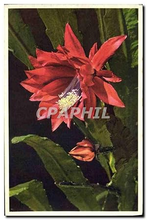 Image du vendeur pour Carte Postale Ancienne Fantaisie Fleurs Cactus des fleuristes mis en vente par CPAPHIL