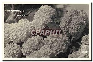 Carte Postale Ancienne Fantaisie Fleurs Petropolis Brasil