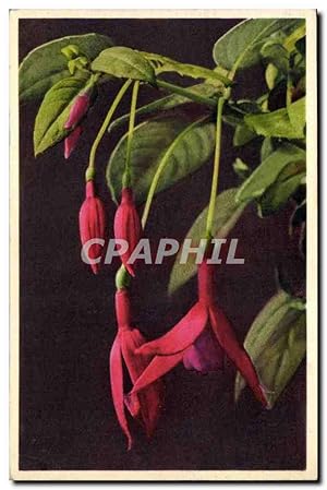 Carte Postale Ancienne Fantaisie Fleurs Fuchsi