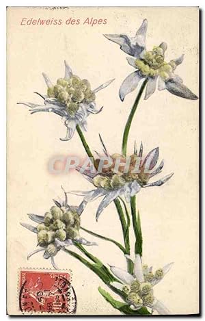 Carte Postale Ancienne Fantaisie Fleurs Edelweiss des Alpes