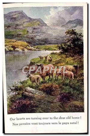 Carte Postale Ancienne Fantaisie Illustrateur Moutons