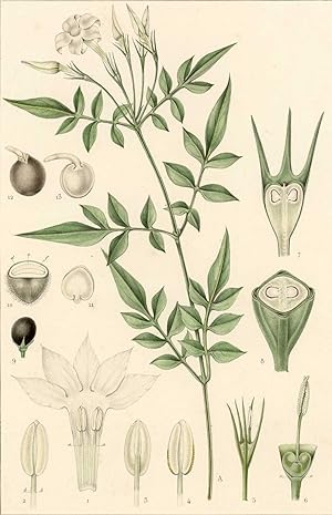 1835 Botanical print set of 3 Original botanical Antique Lithograph Silky-leaved Osier Gmelin's willow Holme Willow