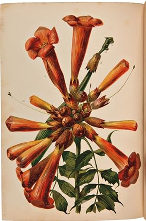 THE NATIVE FLOWERS AND FERNS OF THE UNITED STATES IN THEIR BOTANICAL, HORTICULTURAL, AND POPULAR ...