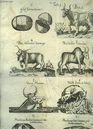 Bild des Verkufers fr Quadrupedum omnium bisulcorum Historia quam Ioannes Cornelius Uteruerius Belga colligere incoepit. Quadrupedibus TOME I zum Verkauf von Le-Livre