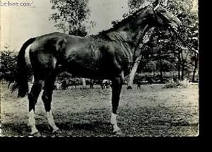 Carte postale, en noir et blanc, d'un cheval Anglo-Arabe. Oblitéré