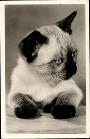 Ansichtskarte / Postkarte Hauskatze, Siamesische Katze, Kätzchen