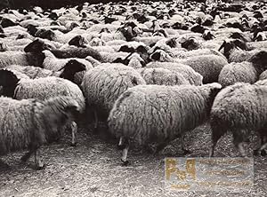 Libya Derna Sheep herd old Photo 1940's?