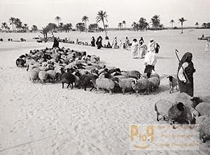 Libya Sheep herd Shepherds near Oasis Drought old Photo 1940's?