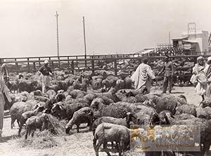 Libya Benghazi Sheep herd Shepherds old Photo 1940's?