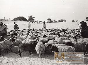 Libya Sheep herd Shepherds near Oasis Drought old Photo 1940's?