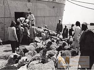 Libya Tripoli Sheep ready for Boarding ship old Photo 1940's?