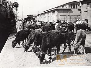 Libya Tripoli Cows Bovine ready for Boarding ship old Photo 1940's?