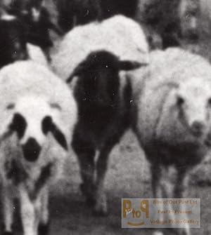 Libya Sheep going to Tripoli for Boarding ship old Photo 1940's?