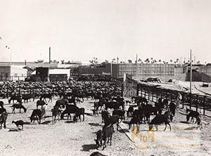 Libya Benghazi Cow & Sheep herds old Photo 1940's?