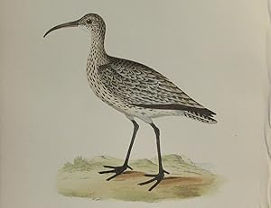 Image du vendeur pour Whimbrel mis en vente par Bertram Books And Fine Art