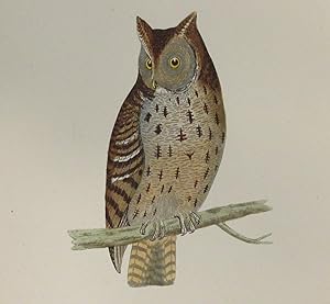 Image du vendeur pour Mottled Owl mis en vente par Bertram Books And Fine Art