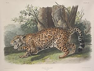 Felis Onca, Linn. Jaguar.