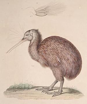 Apteryx Austral. [the Kiwi] Plate 24