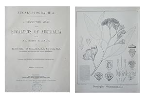 Eucalyptographia. A descriptive Atlas of the Eucalypts of Australia and the adjoining islands. Fi...