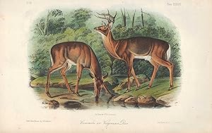 Common or Virginian Deer