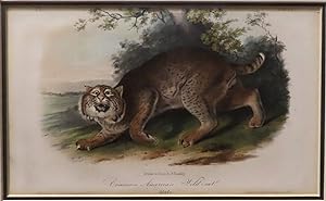 Common American Wild-cat [in mahogany frame]