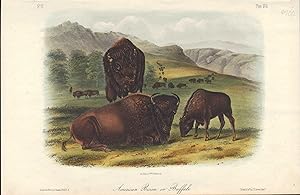 American Bison or Buffalo